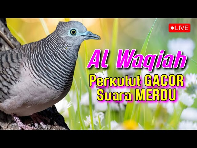 Suara Perkutut Lokal GACOR Merdu, Di iringi Surah AL Waqiah, Insya Allah Rezeki Lancar dan Melimpah class=