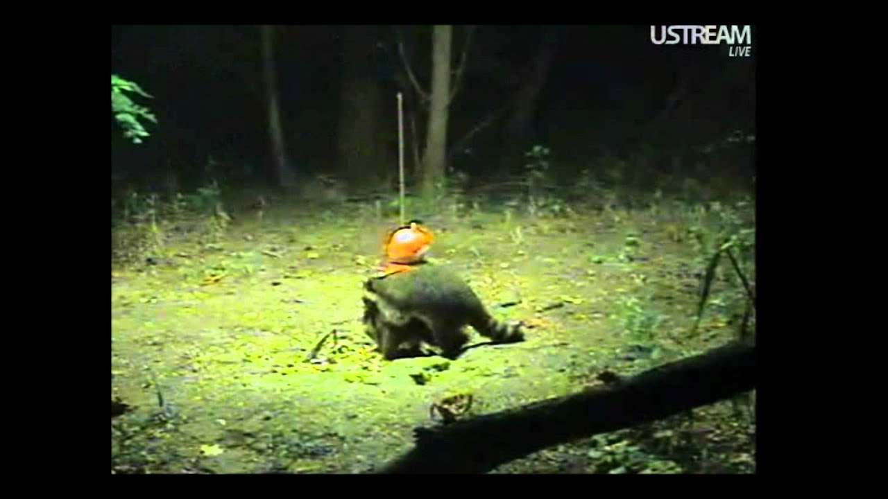 Raccoons Trying to Mate! - YouTube