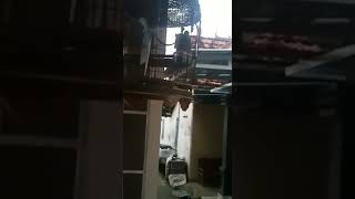 Download Lagu suara prekutut lokal paling bagus buat pancingan.... MP3 Download Lagu suara prekutut lokal paling bagus buat pancingan.... MP3