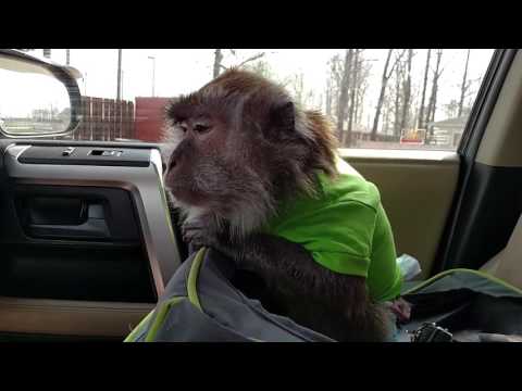 monkey car seat and stroller