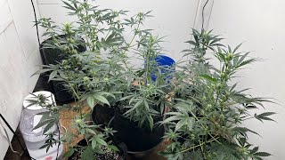 Cannabis Chronicles #50 NOW WHAT??