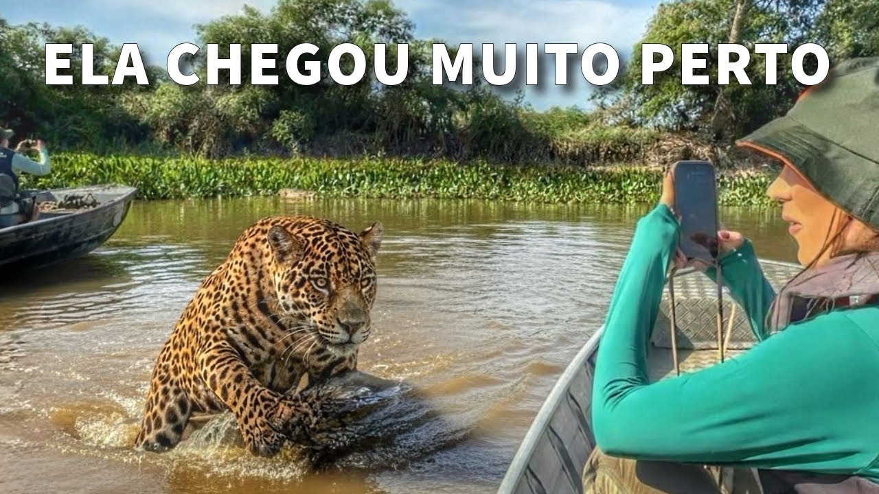 Cara a cara com uma onça no Pantanal do Mato Grosso 