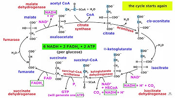 Cellular Respiration Part 2: The Citric Acid Cycle