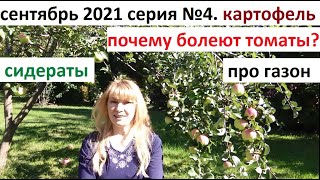 Сентябрь 2021серия №4. Сидераты выросли, а что дальше? Почему болеют томаты? и др.