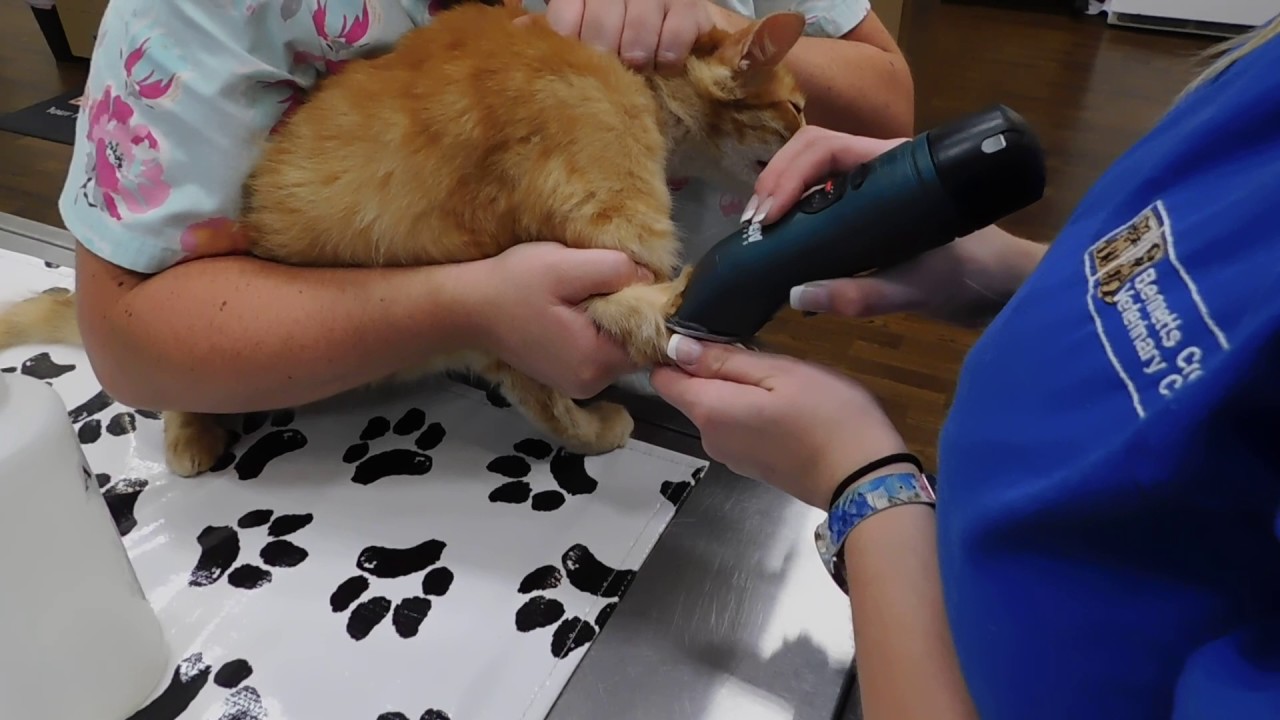 Program Injection 40 Cats Task 41 IV Injection on a Feline - YouTube