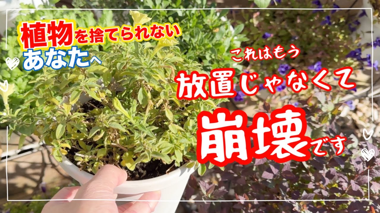 植物を捨てられない人にみて欲しい「園芸崩壊」鉢が増えすぎる前にみて