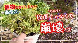 数等お伝え下さい。4号鉢以下きなりニット鉢カバー処分 mqdefault.jpg