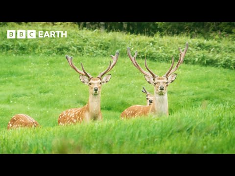 🔴 LIVE: A Journey Through Japan | BBC Earth