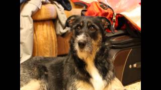 Kundel bury - Fasolki