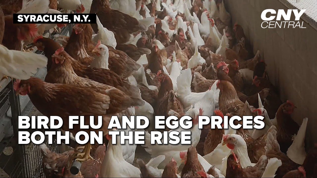 The rise of Bird Flu and egg prices - YouTube