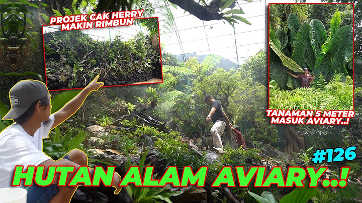 #EPS126 DEHAKIMS AVIARY | MAKIN RIMBUN HUTAN AVIARY..!! CAK HERRY RASIO MELONGO..!!