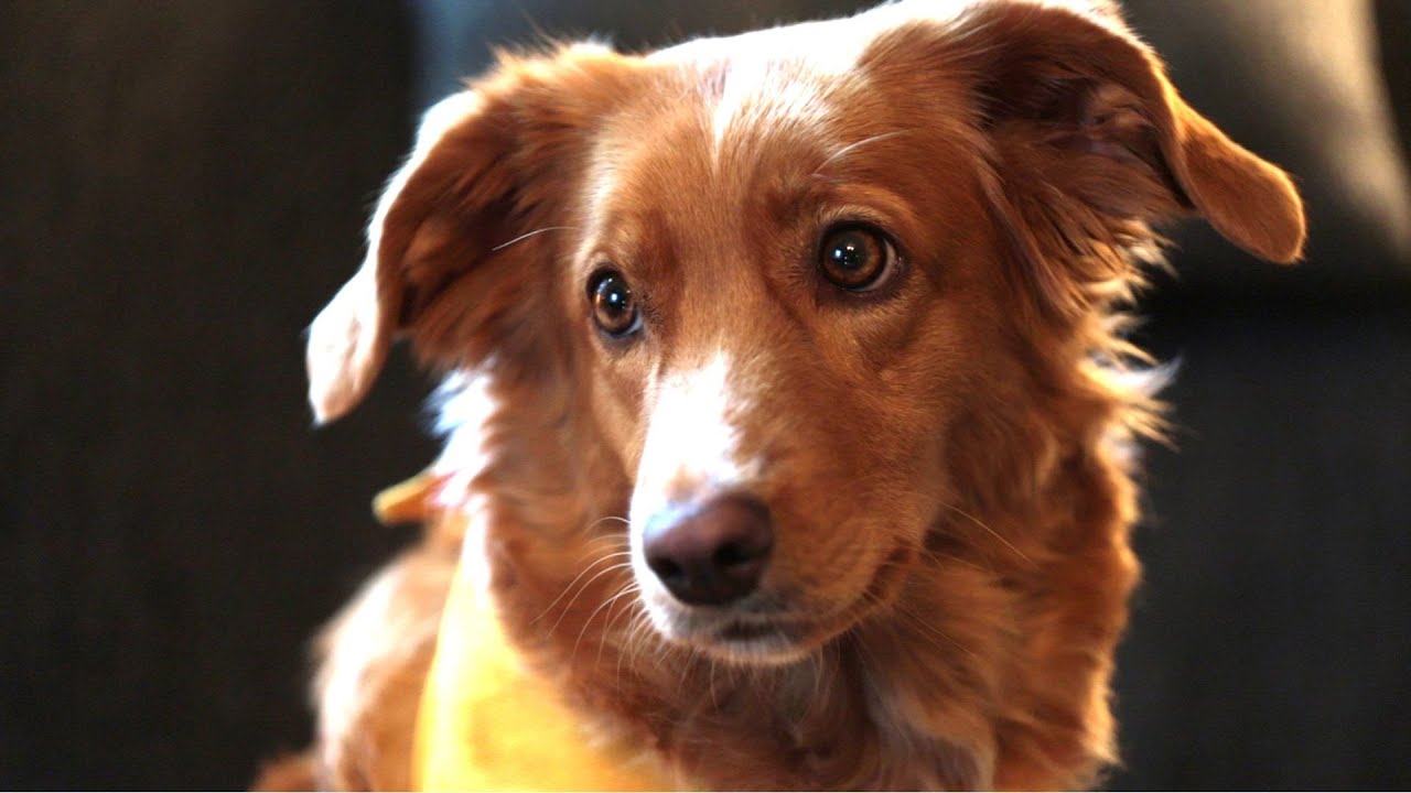 Harrasta koirasi kanssa!: Kaverikoiratoiminta