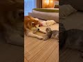 【おじさん猫】イビキがうるさすぎた猫、さすがに秋田イッヌから注意される #shorts