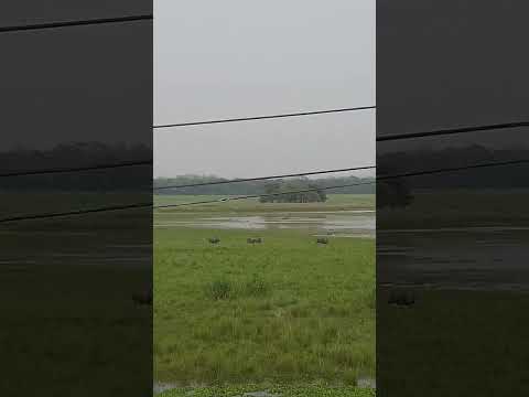#30 Spotted one horn rynos @mayong. probitora national park. Travel vlog -30