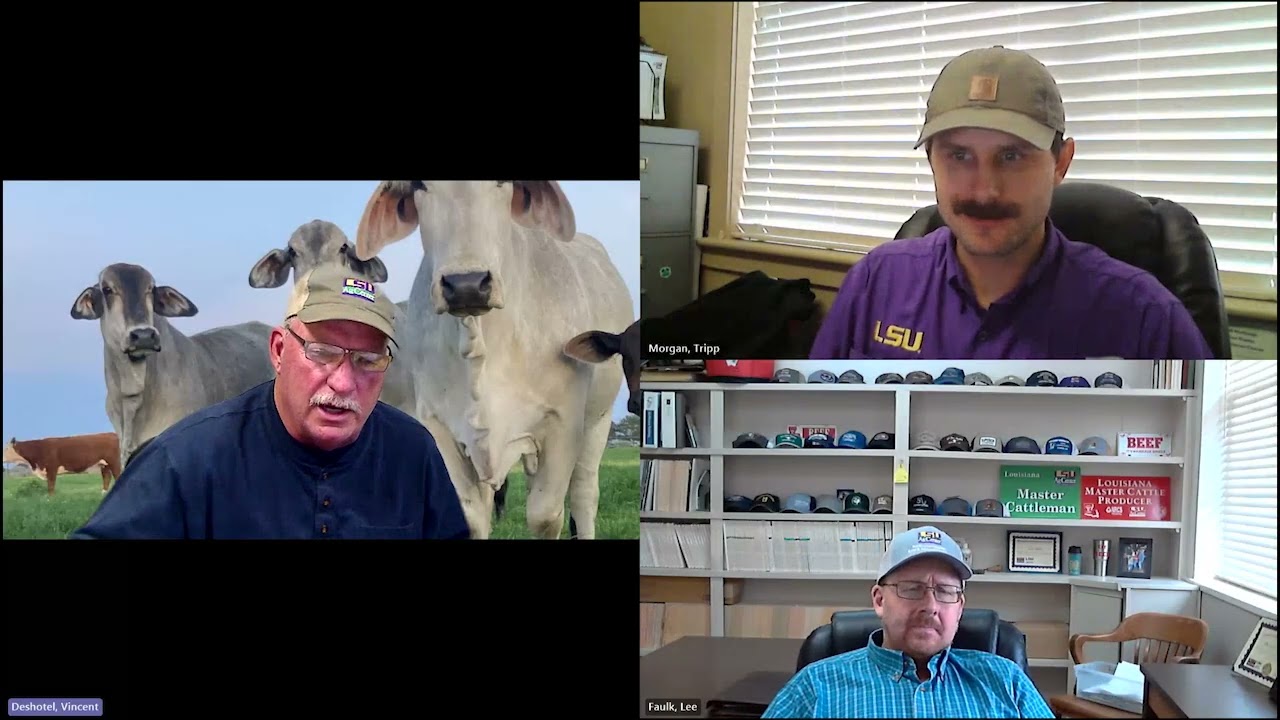 Новости о бранче с говядиной – 17 февраля 2026 г.