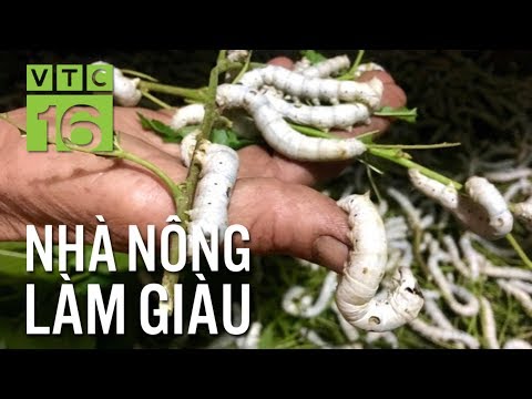 Video Độc đáo nuôi tằm trên sàn sắt, bắt kén trên né gỗ |... - youtube