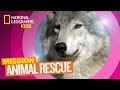 Wolves: Facts and Conservation