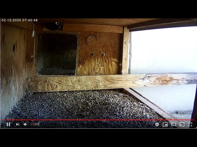Peregrine Networks Live Peregrine Falcon Feed2 (Manchester, NH, USA)