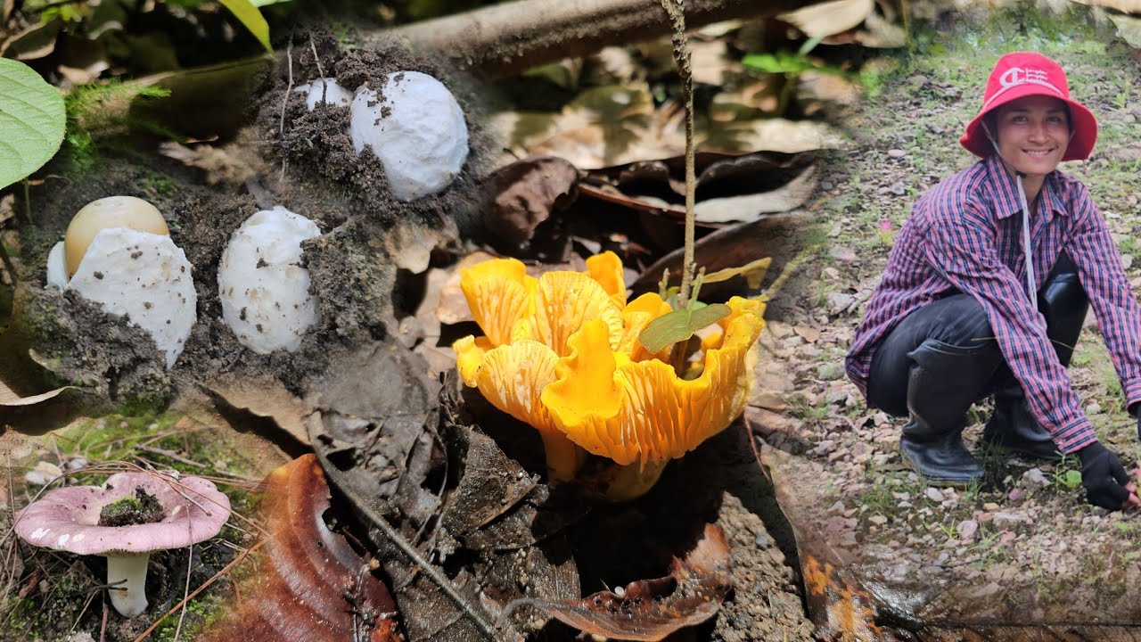 เข้าหาเห็ดบนดอย!! เชียงใหม่ อมก๋อย!!19มิ.ย67ครับ