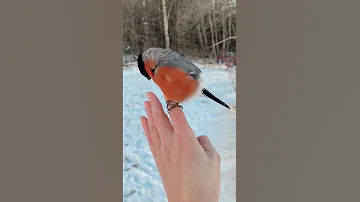 Птицы радуются снегу, снегири так и зиме.Нам дороже все же нега, мир, когда любовь в семье.