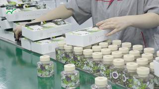 Inside the Factory: AUQA BLANCE Reed Diffusers Production