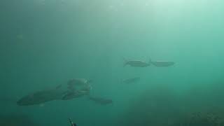 Test in the sea of the Beuchat Hero Carbon 75