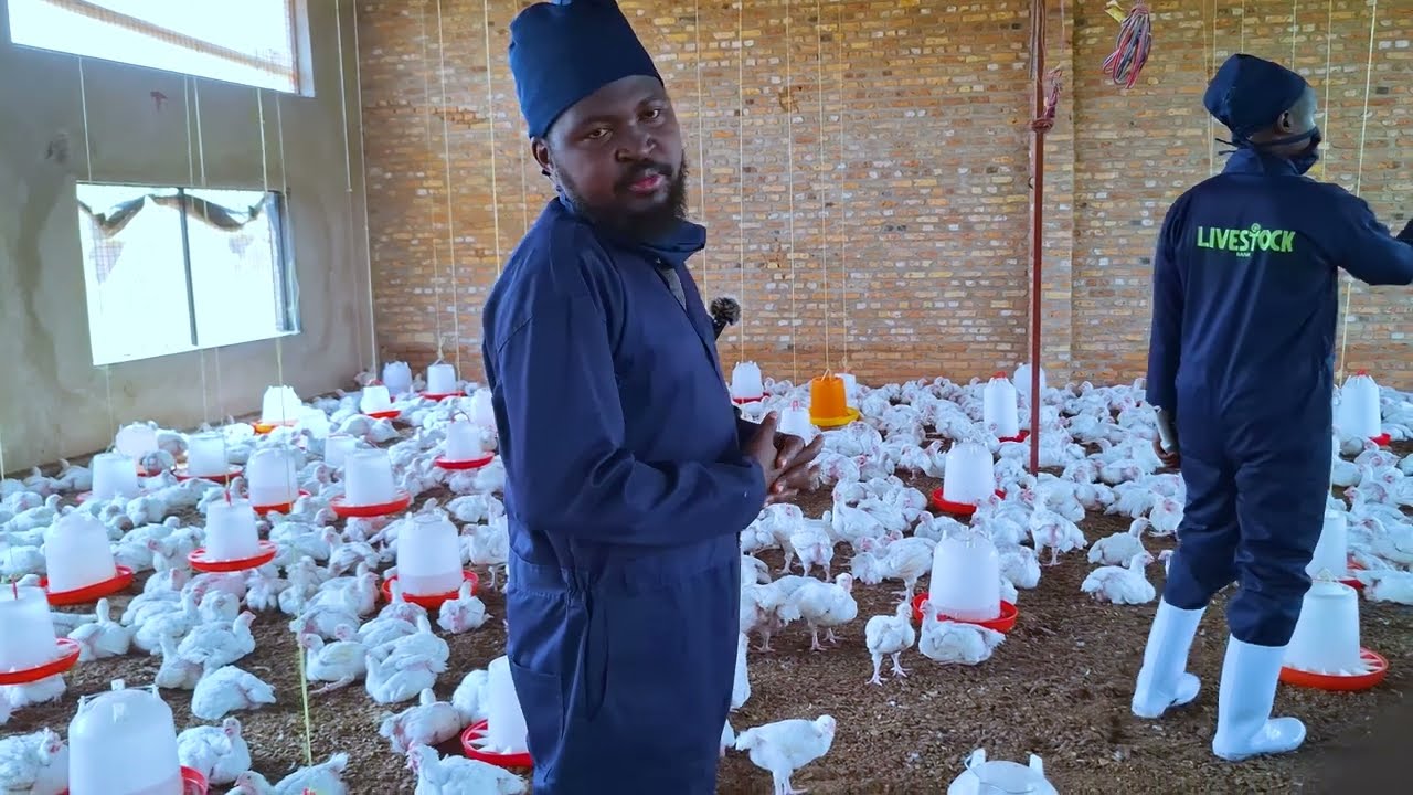 BOOM🔥🔥AMAG AJE MUBUNDI BURYO 🍗MUNKOKO🐓🐓 ZITAGIRA INGANO 🐔MURATANGAZWA NUBWIZA BWAZO NGE BYANDENZE