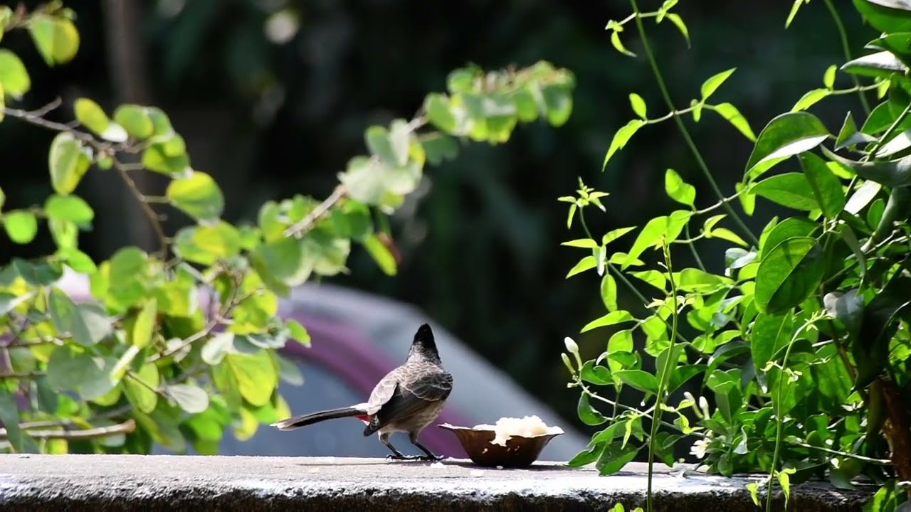 Red Vented Bulbul Bird eating Food || Temple Prasadam 