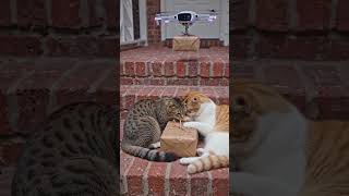 Imagine technology withcats 🐈 🥰#cutecatshorts #cat #aioptimization #goviral