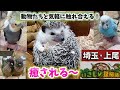 『いきもの探検隊·上尾店』気軽に！可愛い動物たちと触れ合える！