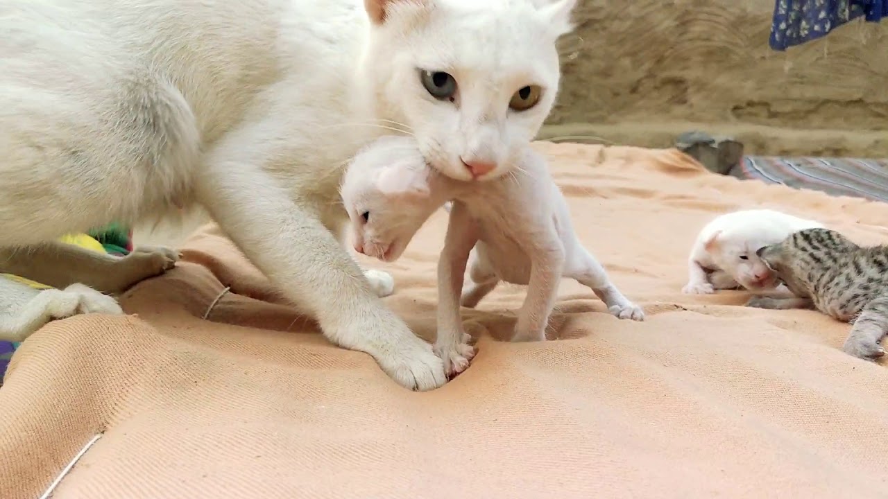 Cat Mommy taking care of her 4 cute kittens while being over-watched by Female Dog :) - YouTube