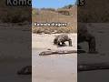 Is this REALLY Komodo Dragon vs Electric Eel?