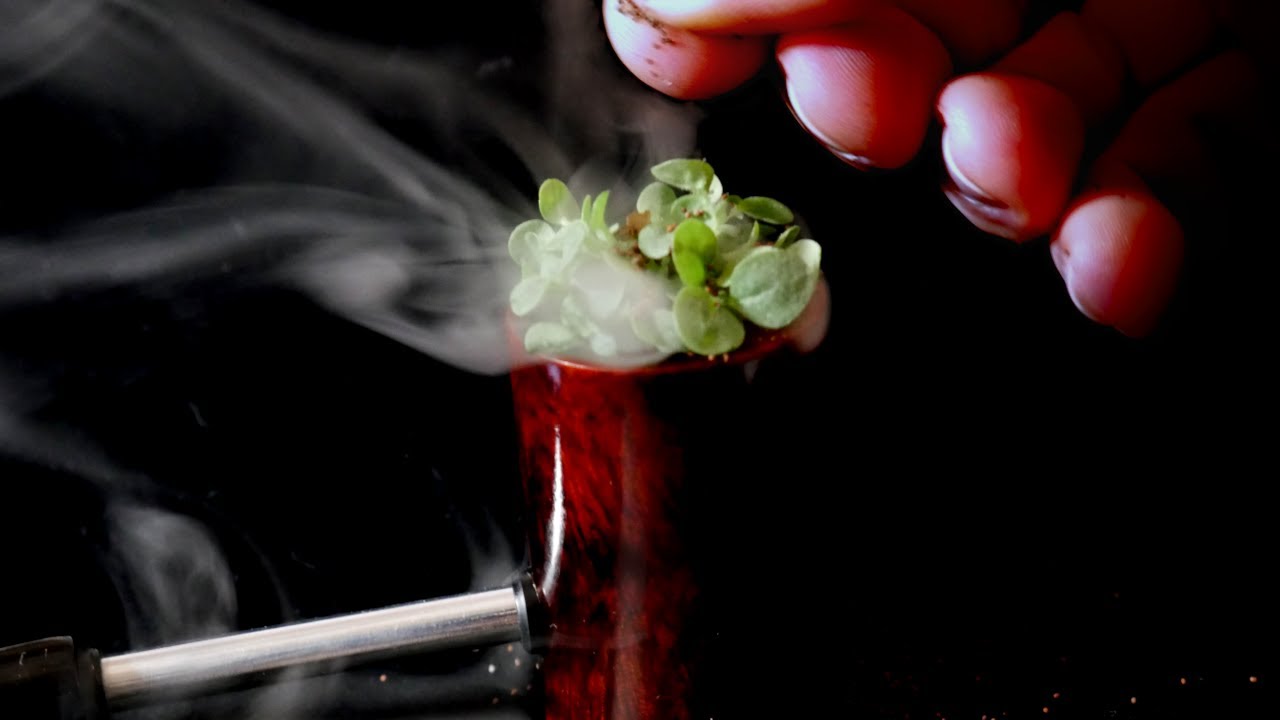 Making Pipe Tobacco: From Seed to Bowl