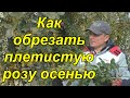 Обрезка плетистой розы осенью. Уход за розами осенью.