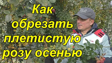 Обрезка плетистой розы осенью. Уход за розами осенью.