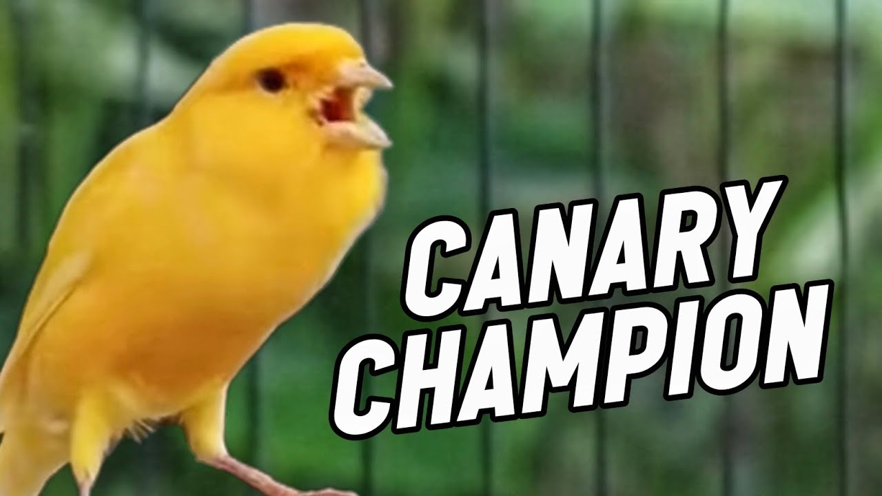Canary sounds #001 | Belgian canary singing makes your canary sing | canary training