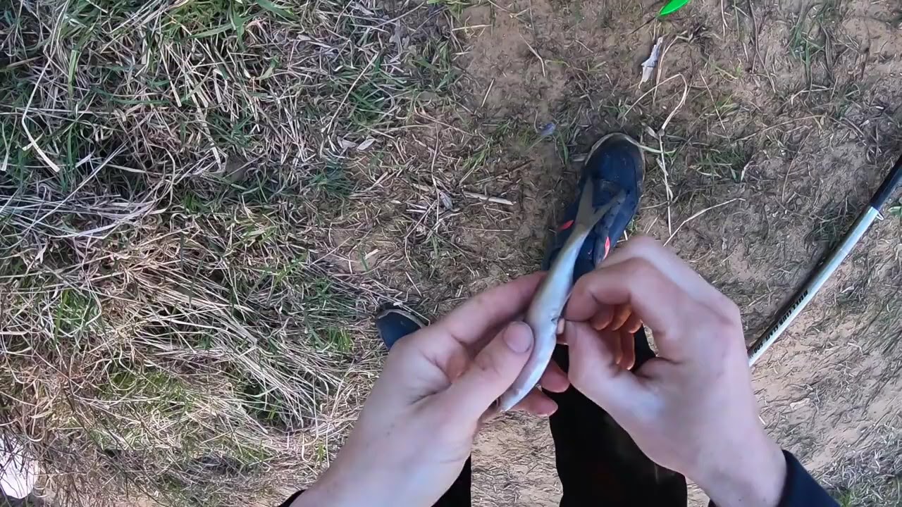 Поймал уклейку за жопу ШОК