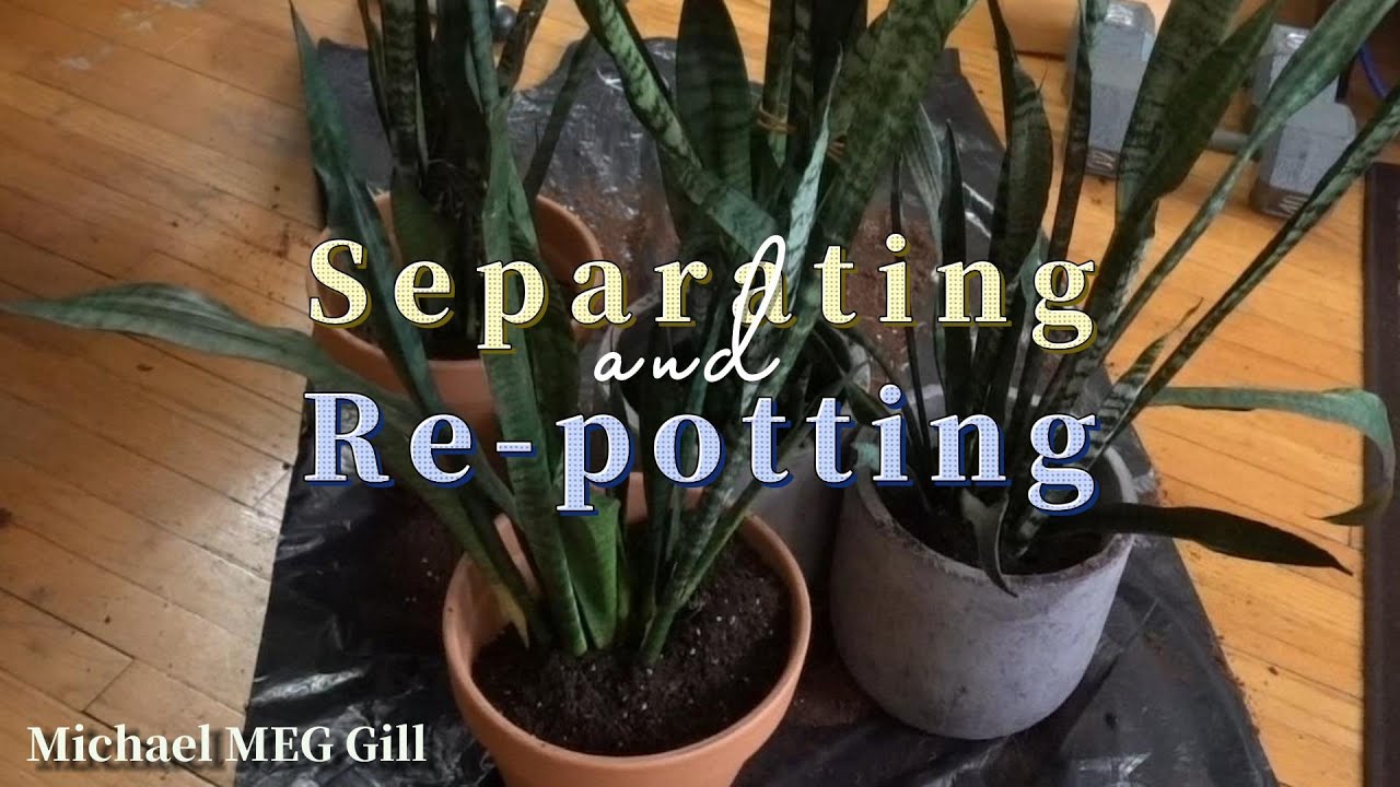 Repotting Snake Plant YouTube