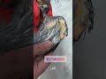 درمان بیماری مزمن زخم و عفونت در بال عروس هلندی دکتر همایونی مهر درمان بیماری مزمن زخم و عفونت در بال عروس هلندی دکتر همایونی مهر