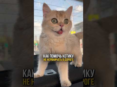 Как помочь котику не нервничать в дороге?🐈