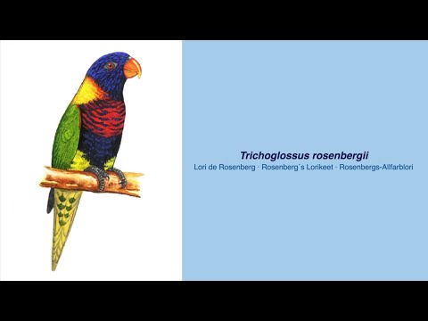 350 Parrot Species - #20 Trichoglossus rosenbergii