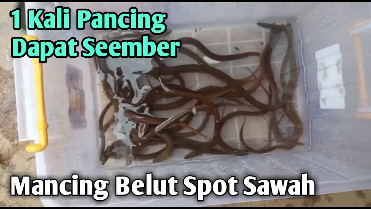 Mancing Belut Spot Sawah Dapat Setengah Ember 