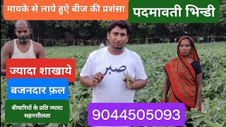#9044505093 #bestproducts #bestvariety #seeds #okra #padmavati #okra_farming #bhindi #lady_finger