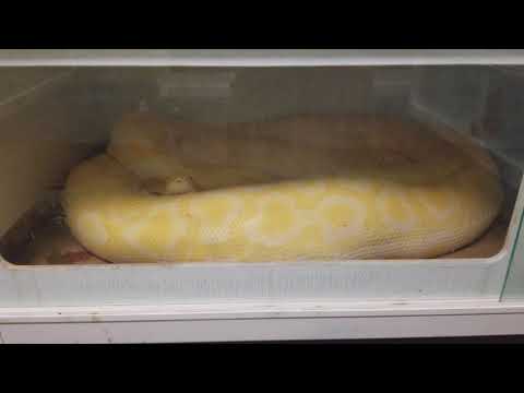 Big burmese python Cornflake update