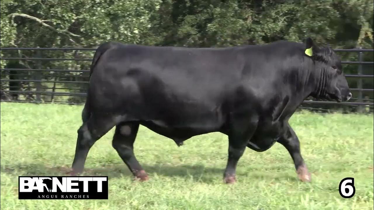 Angus Ranches Lot 6 YouTube