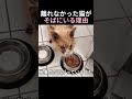 離れなかった猫がそばにいる理由