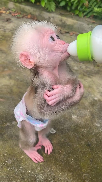 Bayi monyet minum susu #shortsfeed #funny #lucu #monyetminumsusu #babymonkey