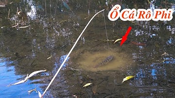Câu Cá Rô Phi Kiểu Mới , Dò Tận Ổ Cá Thả Mồi 10 Con Ăn Đủ 10 Con