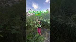 Ambil Buah Liar Di Hutanminivlog adventure villagekidslife comedy