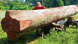 Sawing giant durian wood that is straight and long